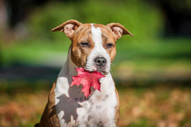 Our Team in Corinth, ME Corinth Veterinary Clinic